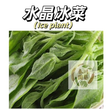 台灣現貨（水晶冰花/冰花/日本冰菜種子）非洲冰花 嫩葉可用來拌沙拉 生菜料理柔軟肉質莖,可做料理裝飾用 香草類種子