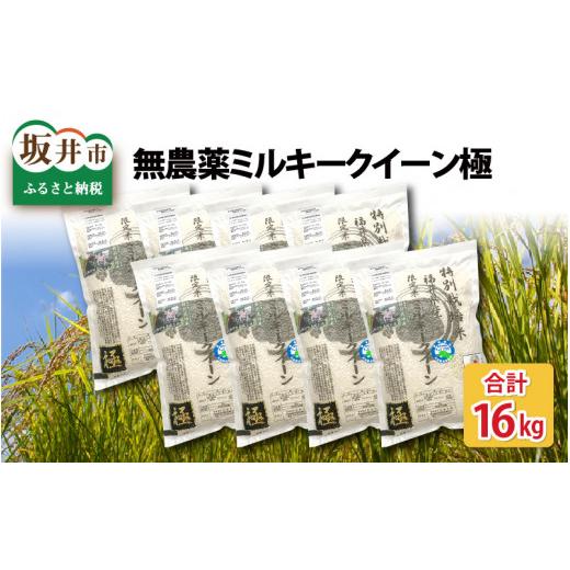 ふるさと納税 福井県 坂井市 [E-2911_02] お米の女王！無農薬ミルキークイーン極16kg (2kg × 8袋)（玄米）【2023年10月上…