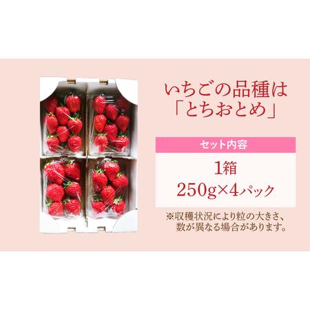 ふるさと納税 完熟いちご (250g ×4パック) イチゴ 苺 果物 フルーツ ストロベリー 贈答 ギフト 国産 おすすめ.. 福島県田村市