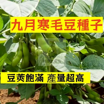 🌱【現貨-隔日到店】九月寒毛豆種子MD-2 高產早熟 豆莢飽滿 產量高青豆 毛豆 大豆 農家菜 田園庭院四季豆類蔬菜種子