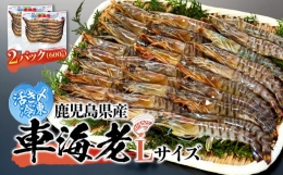 活き〆冷凍 車海老 Lサイズ 計600g  鹿児島県産 (養殖)