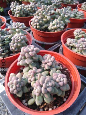 Wish Forest 多肉植物 姬秋麗 小小葉片都可葉插自生小小苖喔 滿滿一盆 Yahoo奇摩拍賣 Line購物