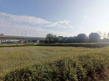 青埔棒球場302坪農地｜桃園市中壢區高鐵南路三段