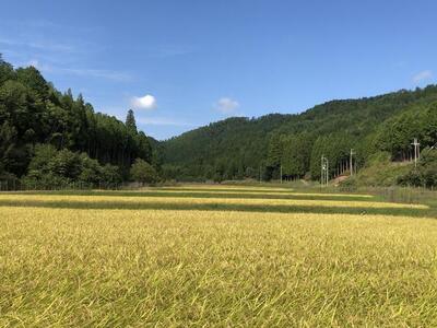 令和5年産 京都ファームのキヌヒカリ 精米５kg