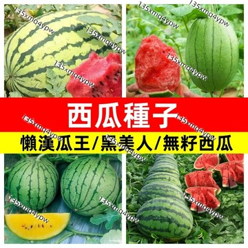 現貨💥【超多款款西瓜種子大全】（100粒）水果種子 麒麟瓜甜瓜王黑美人巨型西瓜種子 四季西瓜盆栽小西瓜 鳳梨西瓜品種大全