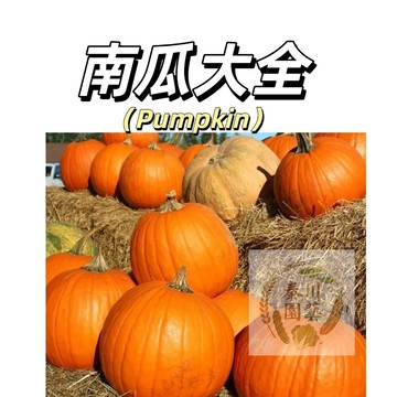 台灣現貨（15款四季南瓜種子）好癢易活，貝貝南瓜栗子南瓜奶油南瓜超粉糯甜面爬藤老品種南瓜高產蔬菜果菜種子