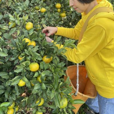 ふるさと納税 玉名市 贈答用　温州みかん　約3キロ　くまモン桐箱入り(玉名市)