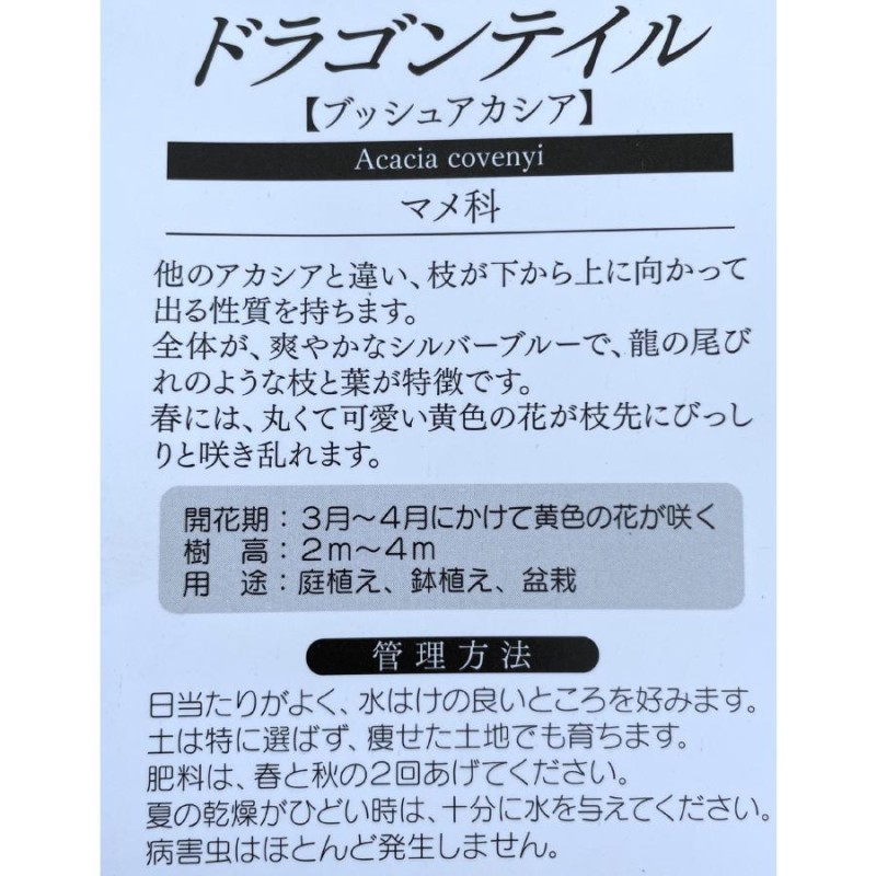 コベニーアカシア ブルーブッシュ 約1.7ｍ 現品発送 特大株 植木苗木大苗 ドラゴンテイル 青葉のアカシア 常緑樹 送料無料 |  LINEブランドカタログ