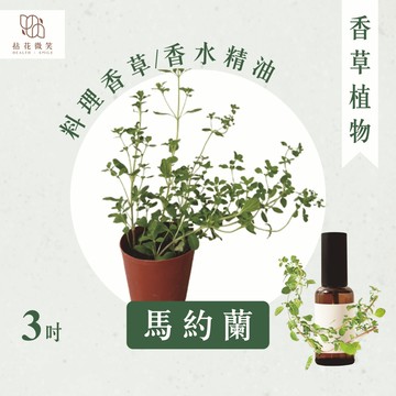 【拈花微笑】馬約蘭｜牛至｜馬鬱蘭｜3吋｜香草植物｜食用植物｜調味料｜泡茶飲用｜沙拉｜甜點｜藥用｜精油｜觀賞