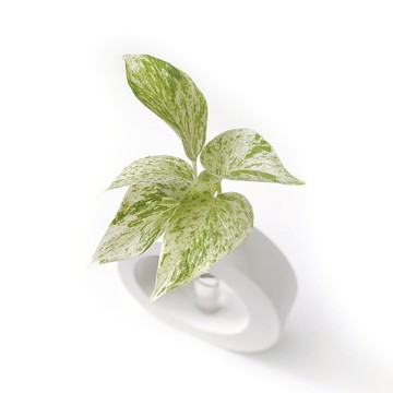 (現貨) 純灰系列 | 白金雪花葛 室內水培植栽 圓圈水泥水耕花架