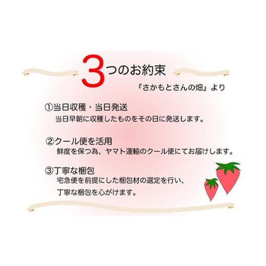 ふるさと納税 佐賀県 唐津市 『予約受付』濃厚苺 さちのか 250g×12パック(合計3kg) 濃厚いちご 苺 イチゴ 果物 フルーツ ビタ…