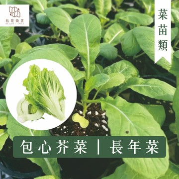 【拈花微笑】包心芥菜｜長年菜｜2.5吋｜菜苗｜料理｜食用蔬菜｜調味料｜烹飪｜有機｜蔬果
