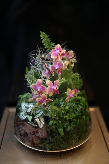 迷你蝴蝶蘭生態瓶 - 妃色