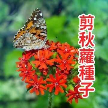 剪秋蘿種子 石竹科花卉 多年生植物 庭院盆栽 開花種子 耐熱易種 四季可播 花壇美化 綠化植物 園藝栽培