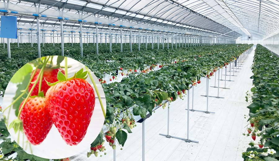 苺のごほうび270g×2パック 　3月発送    いちご イチゴ 古都華 奈良 奈良県