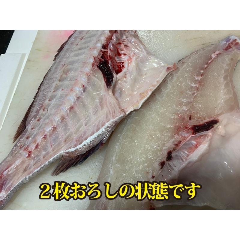 活〆　真鯛　１枚　約2.5ｋｇ（愛媛県産　養殖）