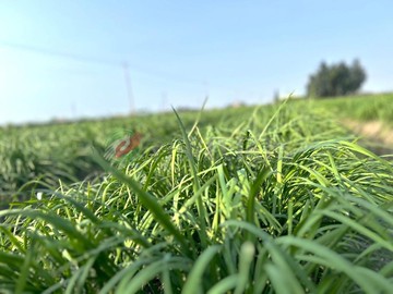 ❤️彰化~埤頭~雙面臨路~超優質農地｜彰化縣埤頭鄉東和段