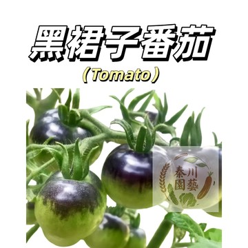 嘉義現貨（黑裙子番茄種子FQ-34）迷你矮生西紅柿水果番茄盆栽果菜蔬菜種子#tomato