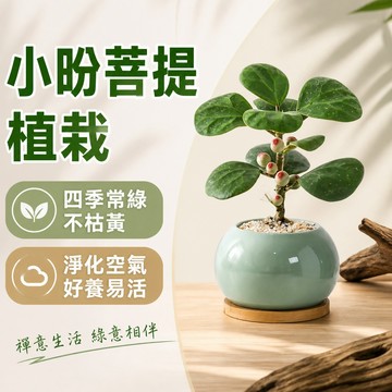 現貨🪴小盼菩提植栽 四季常綠不枯黃 心形綠葉 淨化空氣 室內觀葉植物 好養室內盆栽 開幕喬遷入厝送禮 茶桌禪意擺設