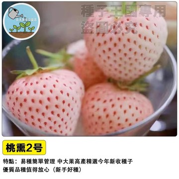 桃熏2號草莓種子 水蜜桃草莓 白草莓 桃香草莓 日本品種 獨特香氣 高甜多汁 陽台盆栽 家庭果園 DIY種植 新鮮現貨