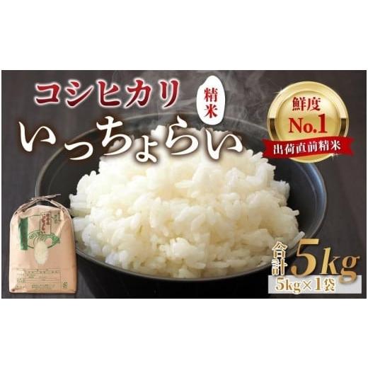 ふるさと納税 福井県 あわら市 いっちょらい 精米 5kg ／ 福井県産 ブランド米 コシヒカリ ご飯 白米 新鮮 大賞 受賞 新米