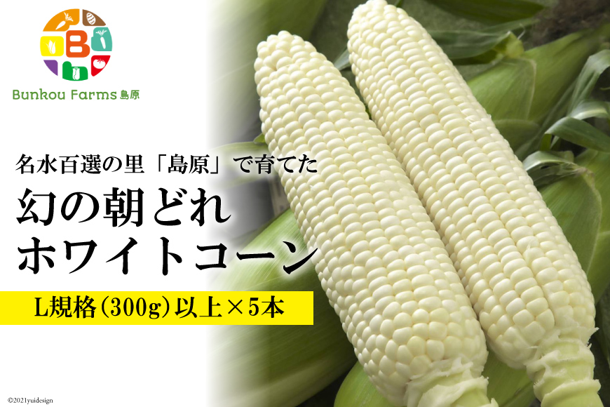 BE278 6月中旬から出荷！「幻の朝どれホワイトコーン！」 Lサイズ以上×5本 ～名水百選の里 島原産～
