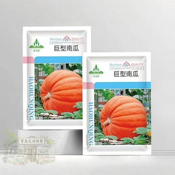 🎃【可開收據】大包裝 巨型南瓜種子（約5粒）特大金瓜種子、單瓜種50-100斤 世界記錄保持者！可觀賞可食用/原裝包對版