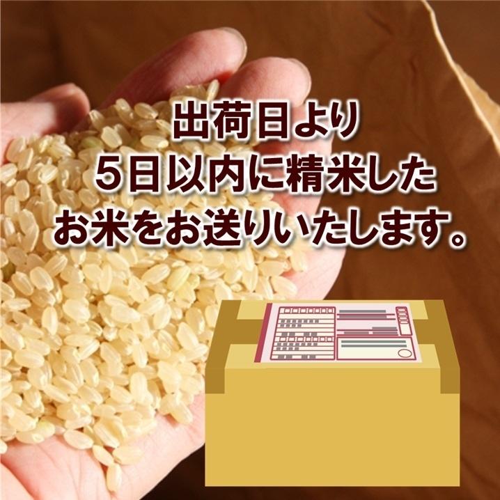 新米 玄米 米 お米 石川県 加賀産 こしひかり コシヒカリ 生産者限定米 加賀百万石 5kg