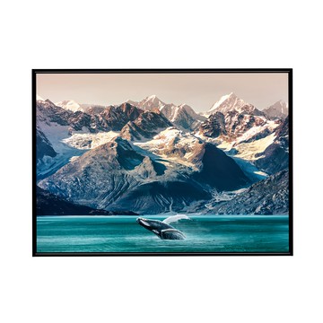 阿拉斯加座頭鯨 躍水 掛畫  59.4 x 42cm  黑框