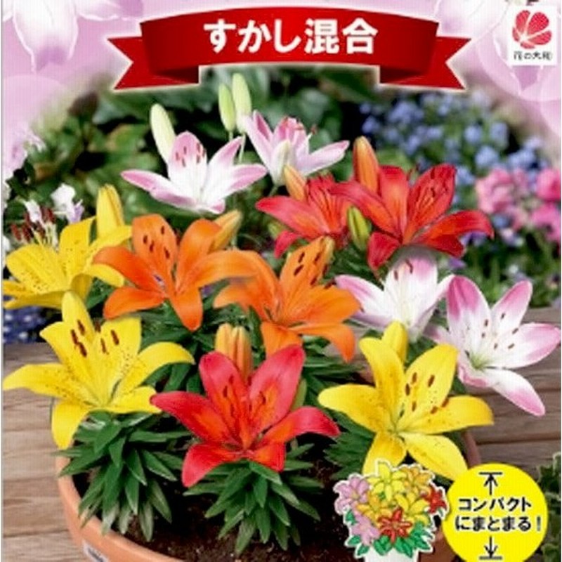 ユリ 球根 コンテナガーデンリリー すかし混合 4球入 予約販売10月中旬頃入荷予定 通販 Lineポイント最大0 5 Get Lineショッピング
