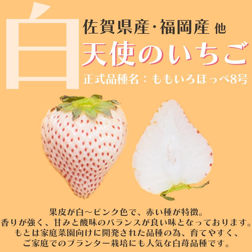 福岡・佐賀産 紅白いちご （あまおう＆白いちご）2パック（ギフト いちご イチゴ 苺 御歳暮 御祝）