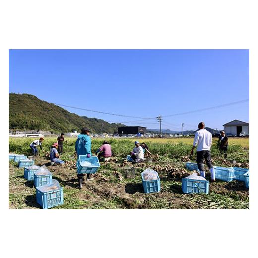 ふるさと納税 高知県 いの町 刈谷農園の生姜1kg