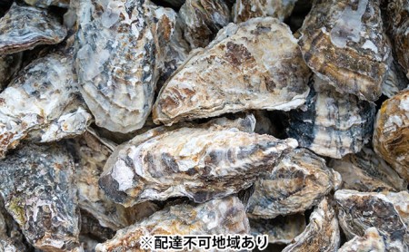 牡蠣 坂越かき  殻付き 40個(加熱用)サムライオイスター 冬牡蠣