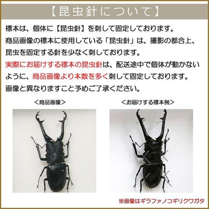 昆虫標本 マンディブラリスフタマタクワガタ メタリック調ライト