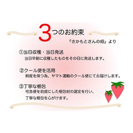 ふるさと納税 『予約受付』濃厚苺 さちのか 250g×6パック(合計1.5k) 濃厚いちご 苺 イチゴ 果物 フルーツ .. 佐賀県唐津市