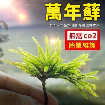 苔鑽🍀❗️買10送3❗️《萬年苔》陸生、水生皆可 耐活 耐低溫 苔蘚 魚缸水族箱 生態瓶 雨淋缸 造景水草青苔新手易上手