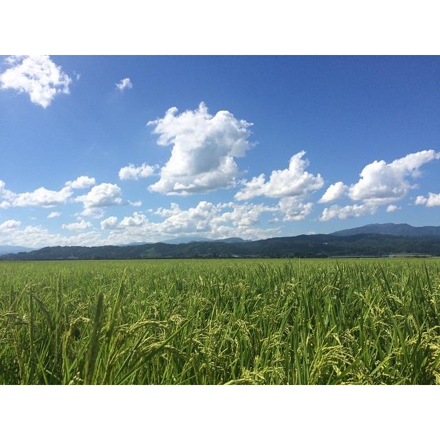 令和５年産 山形県産 雪若丸 白米 10kg (5kg×2) 送料込み