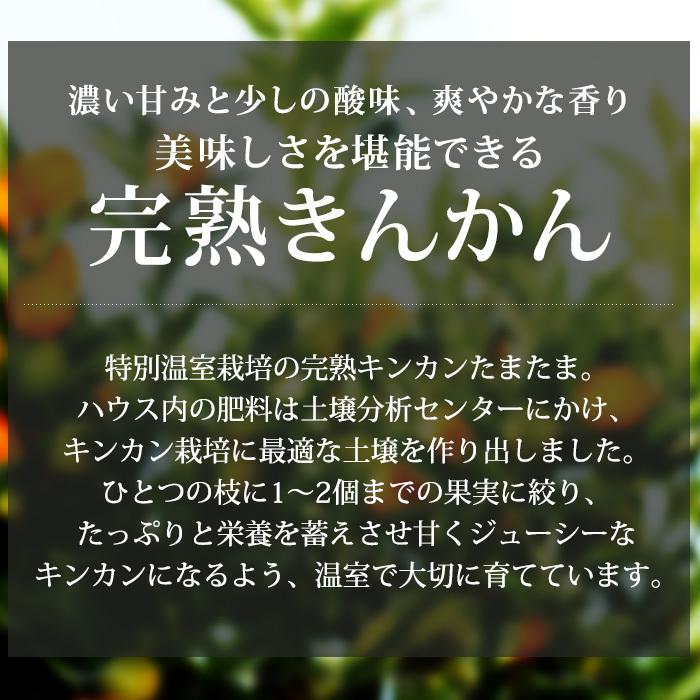 金柑 宮崎県産 たまたま 完熟きんかん 約1kg 2Lサイズ 宮崎県認証