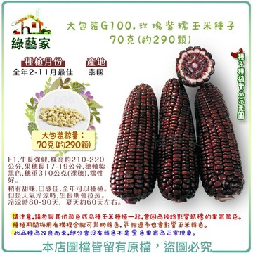 【綠藝家】大包裝G100.玫瑰紫糯玉米種子70克(約290顆)(有藥劑處理)(F1，生長強健，穗軸紫黑色