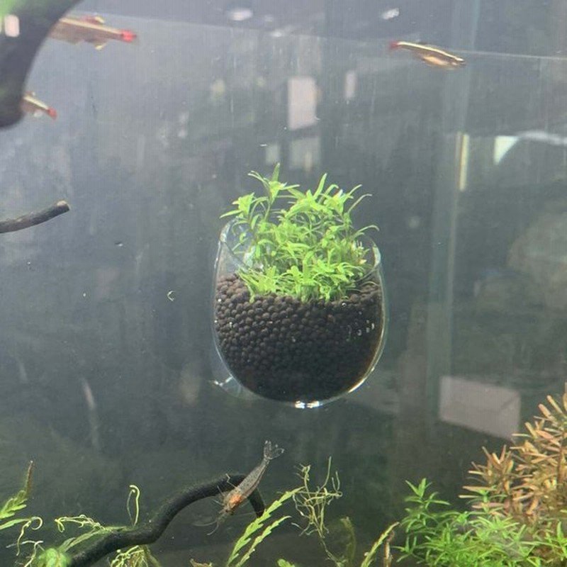 市場 アヌビアスナナ 活着水草 陰性水草 ビギナー ポット苗 無農薬