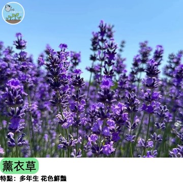 💜【香草新手入門】西班牙薰衣草種子 耐熱台灣首選 兔耳朵品種 陽台盆栽 全日照 好種易活 蜜源植物  新手推薦