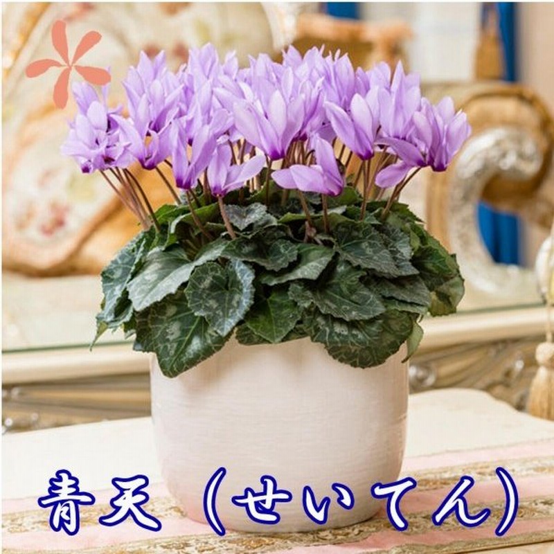 シクラメン 青天 大栄花園 カゴ入り 青 ブルー 紫 5号 鉢花 お歳暮 いい夫婦の日 クリスマス 誕生日 結婚記念日 花ギフト 鉢植え 通販 Lineポイント最大get Lineショッピング