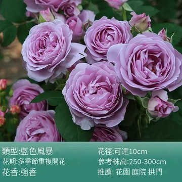 青禾園藝-藍色風暴薔薇花種子（MG-21）紫色大花爬藤玫瑰種子庭院陽台門拱籬笆灑下就能活懶人觀賞花海種子Rose#自留種