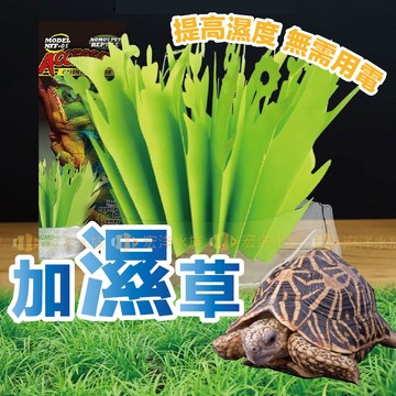 宏洋【自然加濕草💦加溼器 爬蟲加濕】 加濕草 陸龜加溼 香薰加濕 陸龜加溼 加濕 陸龜 烏龜 守宮 蜥蜴 蛇 鬆獅 爬蟲