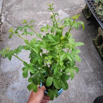 P老闆園藝~刺五加 5吋盆