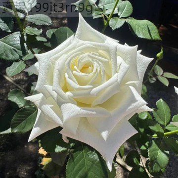 現貨🌹【教皇月季種子】🌹 YJ-57（250粒）多年生玫瑰種子  多頭豐花濃香飽滿 庭院陽台室內外盆栽花卉 綠植切花種籽