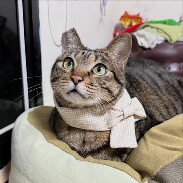 【限量商品】蝴蝶結圍巾 貓咪圍巾 寵物圍巾