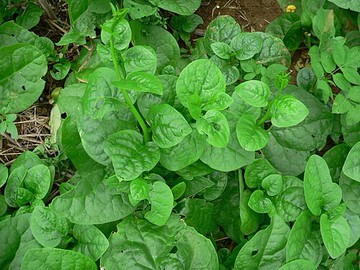 台灣本產皇宮菜種子5克裝