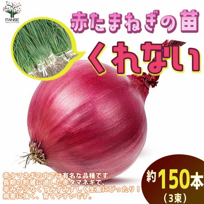送料無料 玉ねぎ抜き苗 品種 くれない赤タマネギ 中生 野菜の苗 約150本 50本 3 玉ねぎ 玉葱 タマネギ たまねぎ 葱頭 抜き苗 玉ねぎの苗 通販 Lineポイント最大0 5 Get Lineショッピング