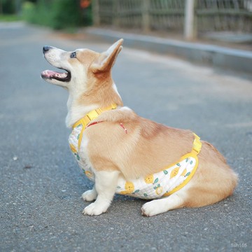 雨菲|免運 狗狗肚兜寵物護肚防涼保暖柯基金毛居服空調房狗狗遮肚子衣服 YGQP